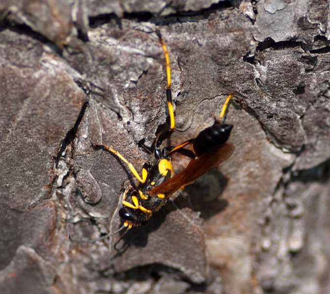 Sphecidae: Sceliphron caementarium, femmina